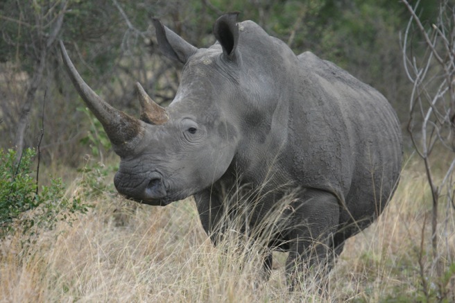 AWF Mourns Passing of Northern White Rhino | African Wildlife Foundation